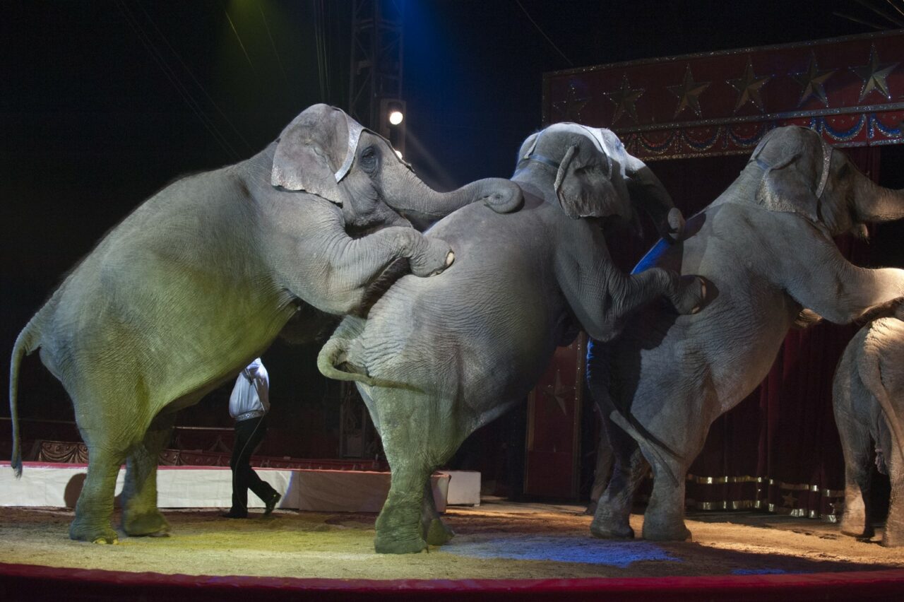 circus elephant