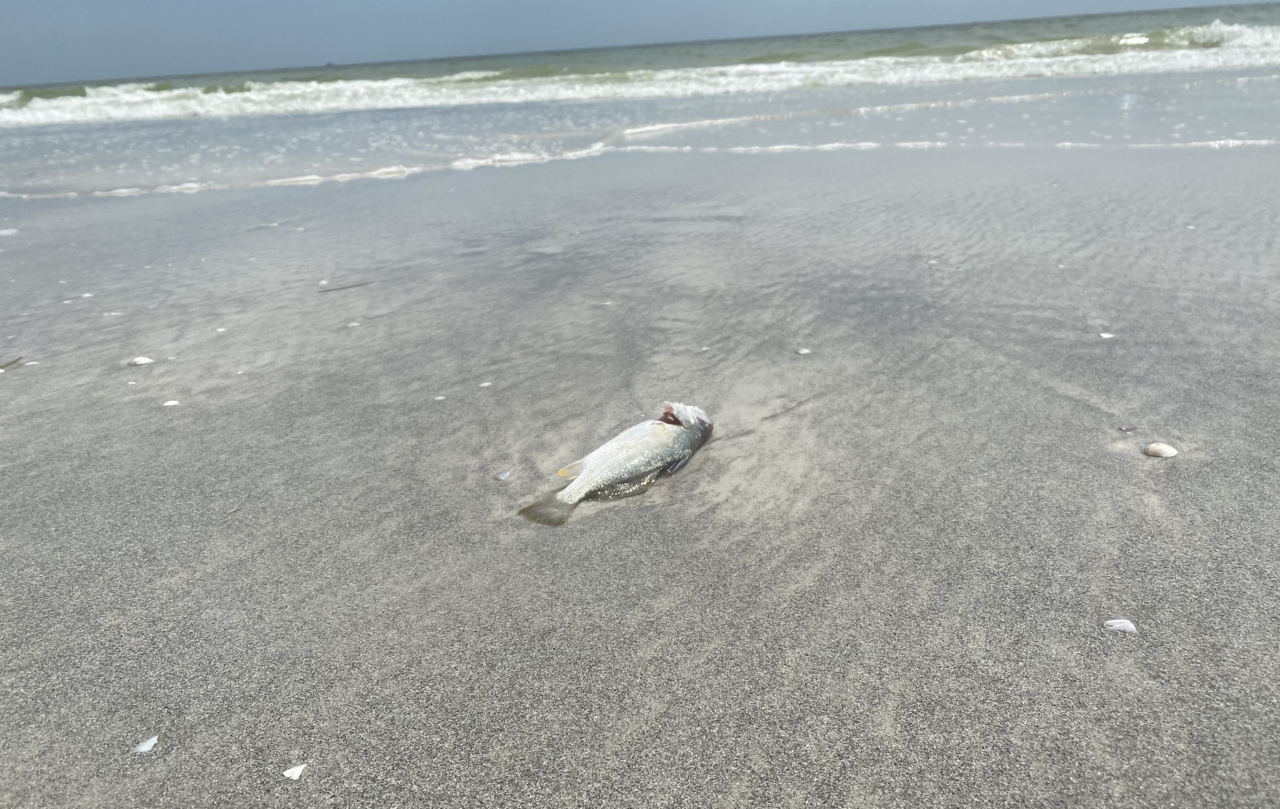 Red Tide Madeira Beach