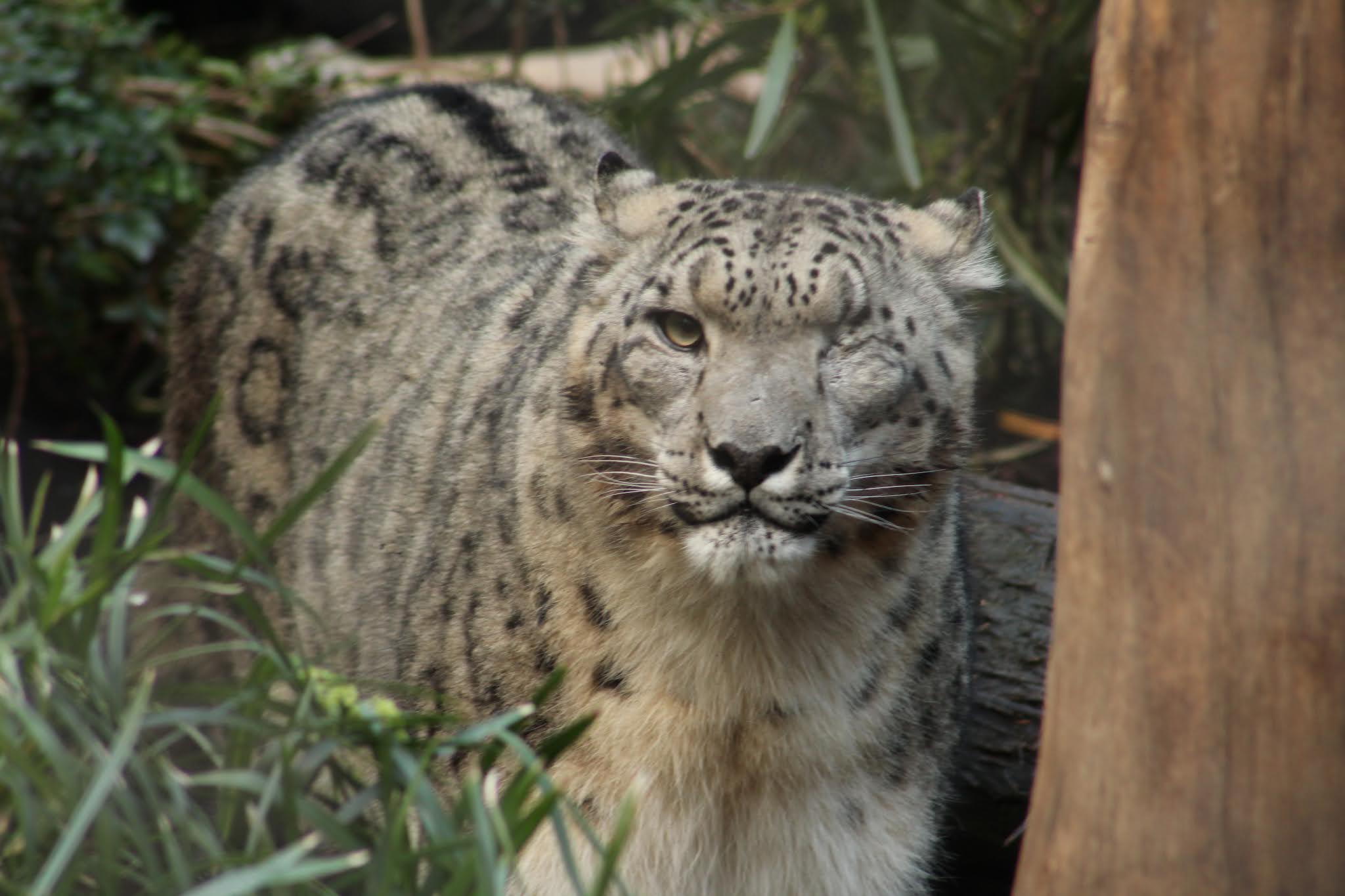 Ramil the snow leopard tests positive for COVID-19 at the San Diego Zoo -  The San Diego Union-Tribune