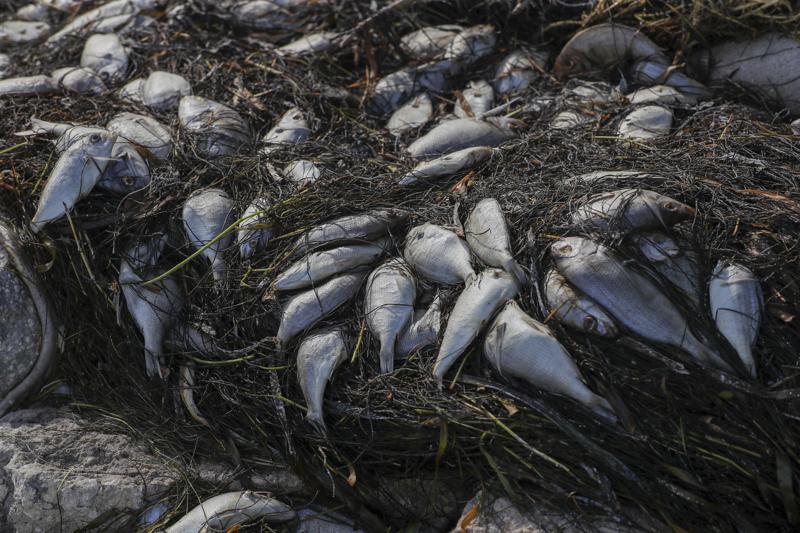 red tide protest