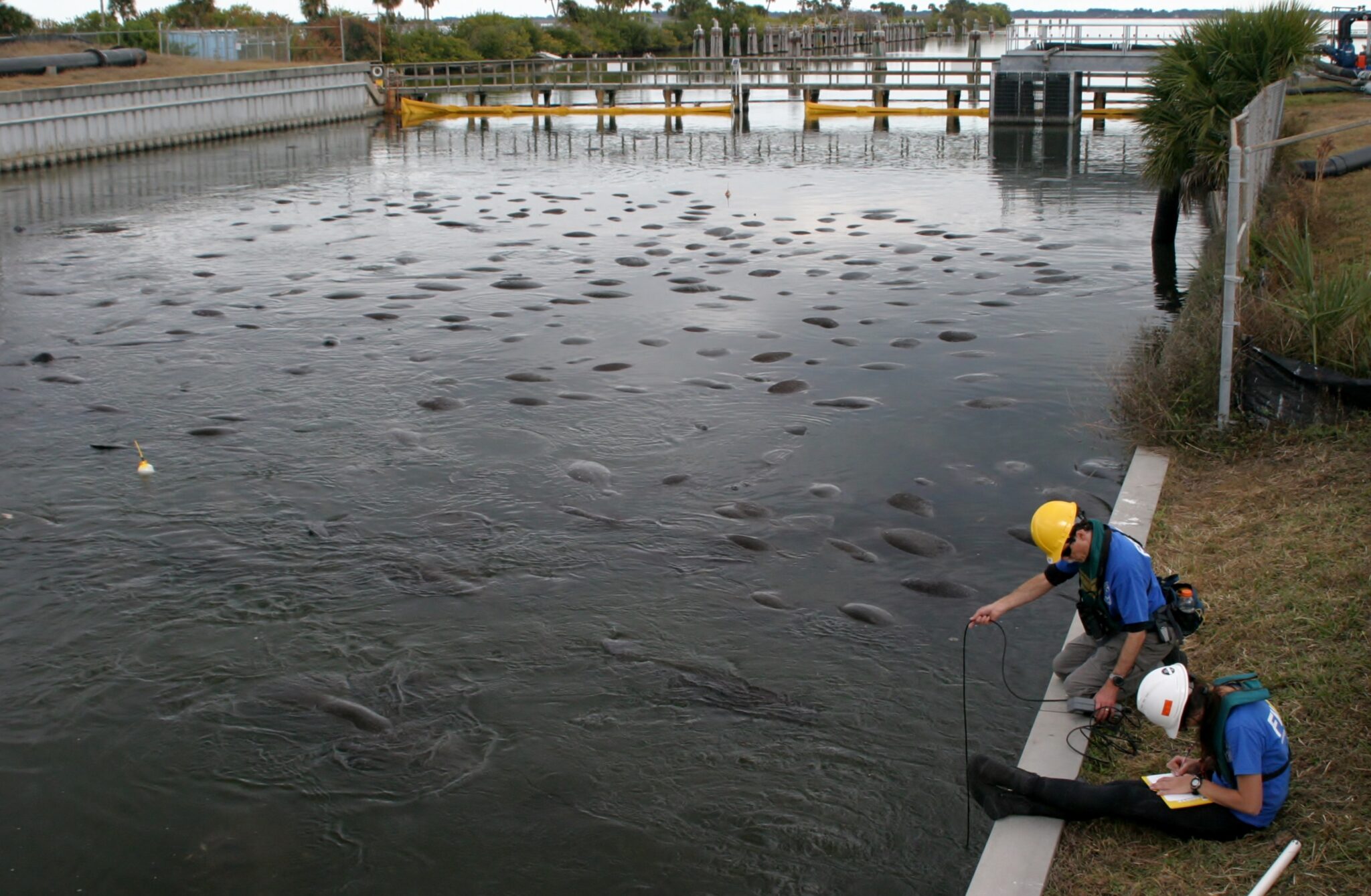 Inside The Effort To Save Florida’s Dying Manatees