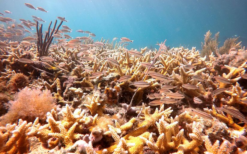 Pulaski reef fields of staghorn corals at Dry Tortugas 6-21-18 27_Vivid_ful