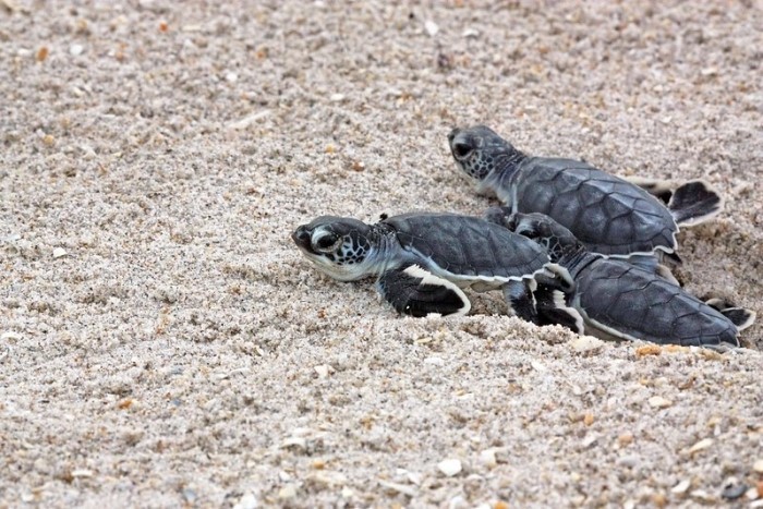 sea-turtles.jpg