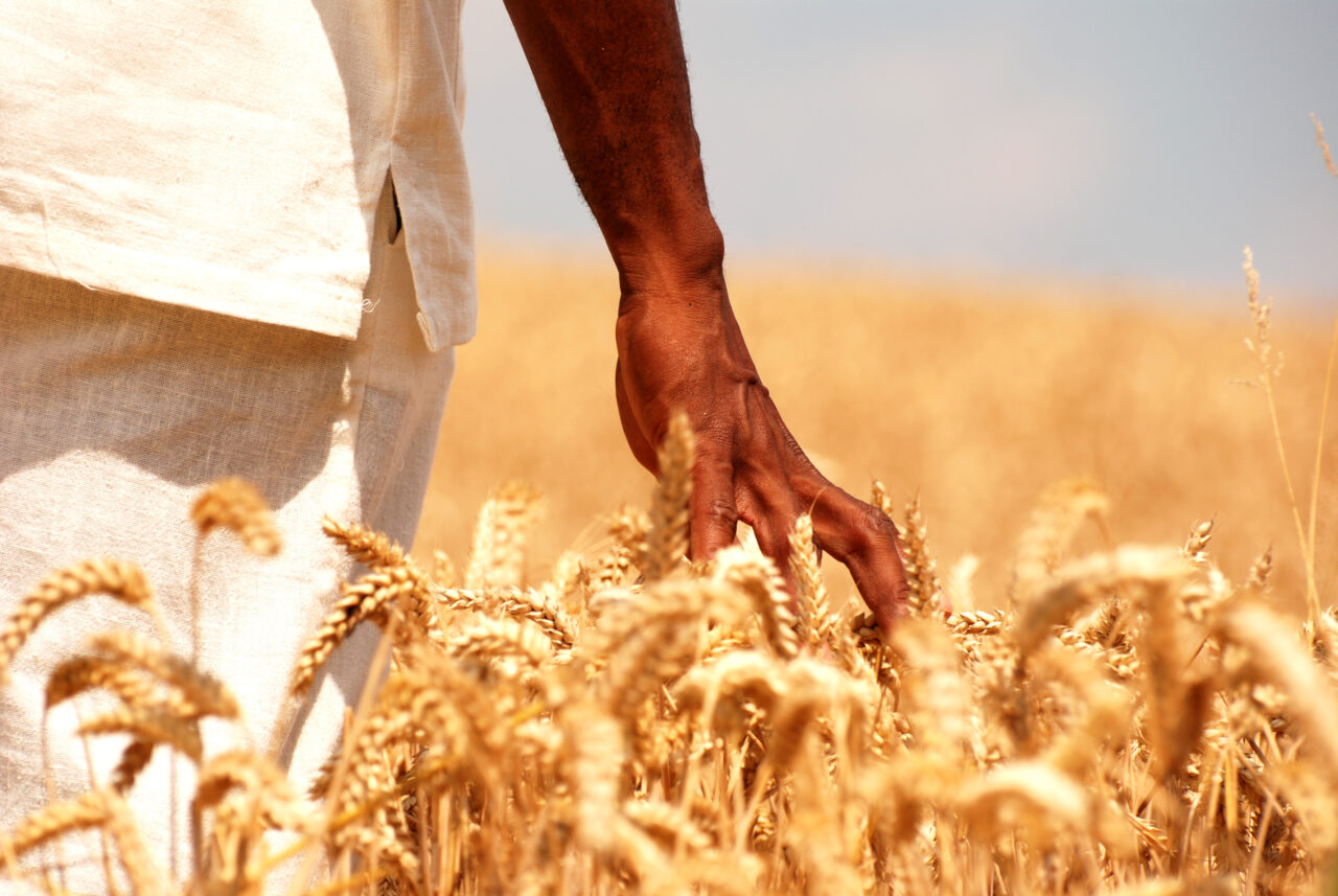 Touching the wheat