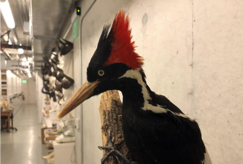 Ivory-billed-woodpecker.jpg