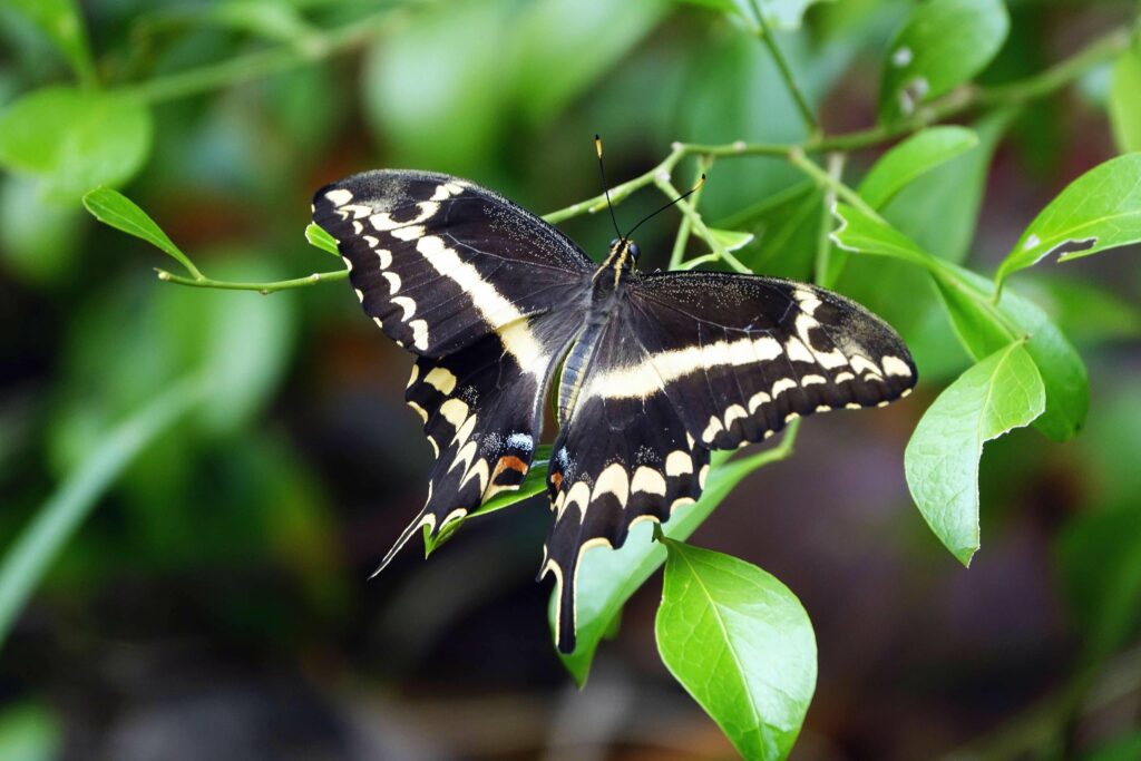 Schaus-swallowtail-butterfly-via-UF-lab-1024x683