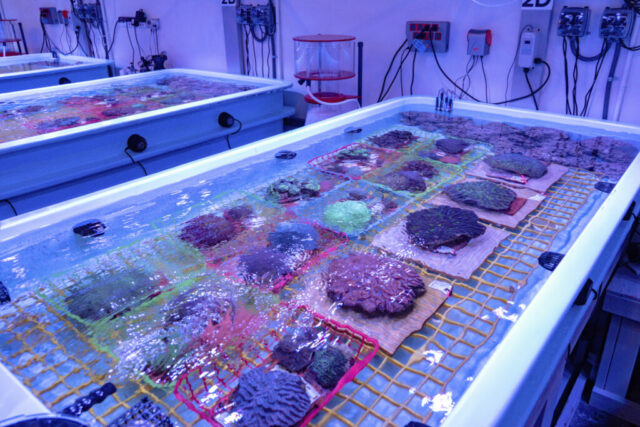 Coral specimens are shown at a rescue center in Orlando. Credit: SeaWorld.