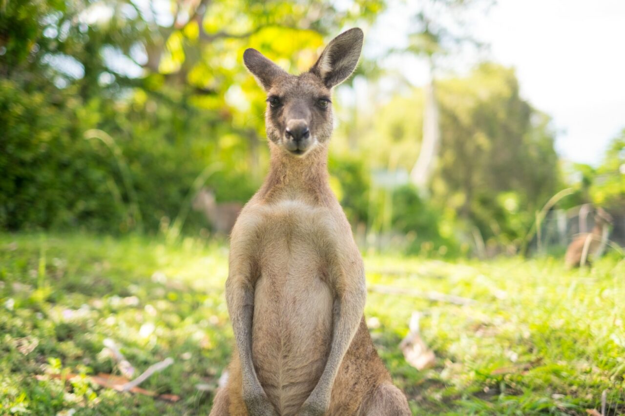 kangaroo-Large-1280x853.jpeg