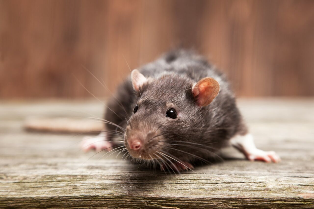 rats-Large-1280x853.jpeg