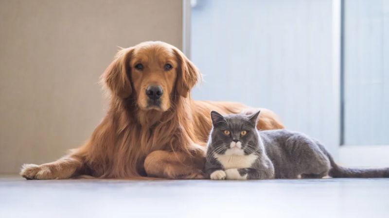 Read more about the article Veterinarians in Florida will soon be able to treat animals via web video