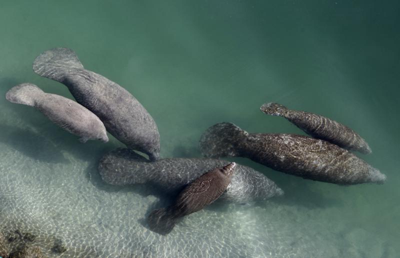 Manatees