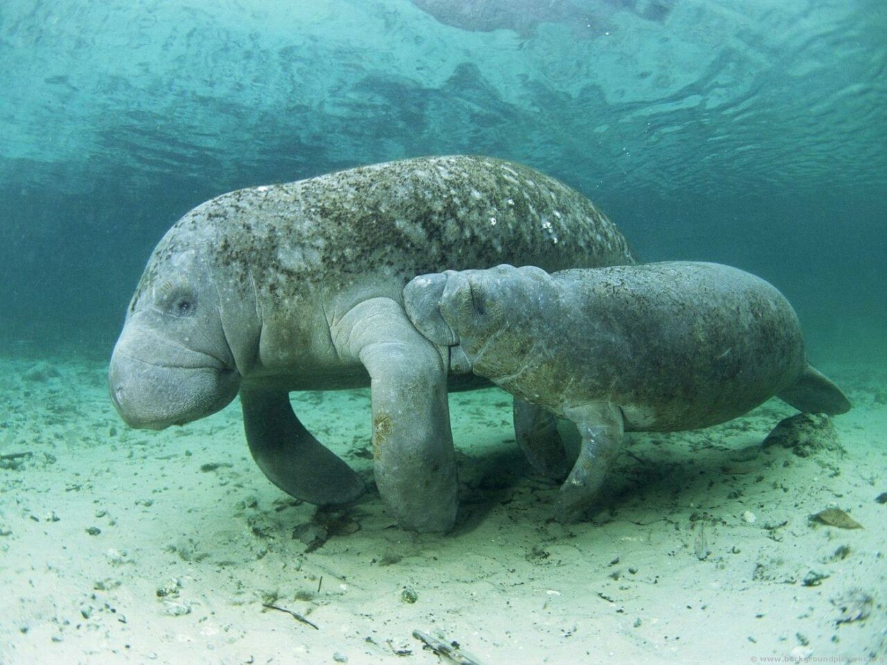 manatee-cow-and-calf-1280x960.jpg