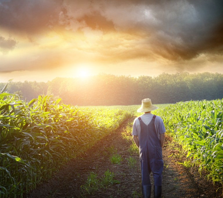 Farmer-walking-in-corn-fields-at-sunset