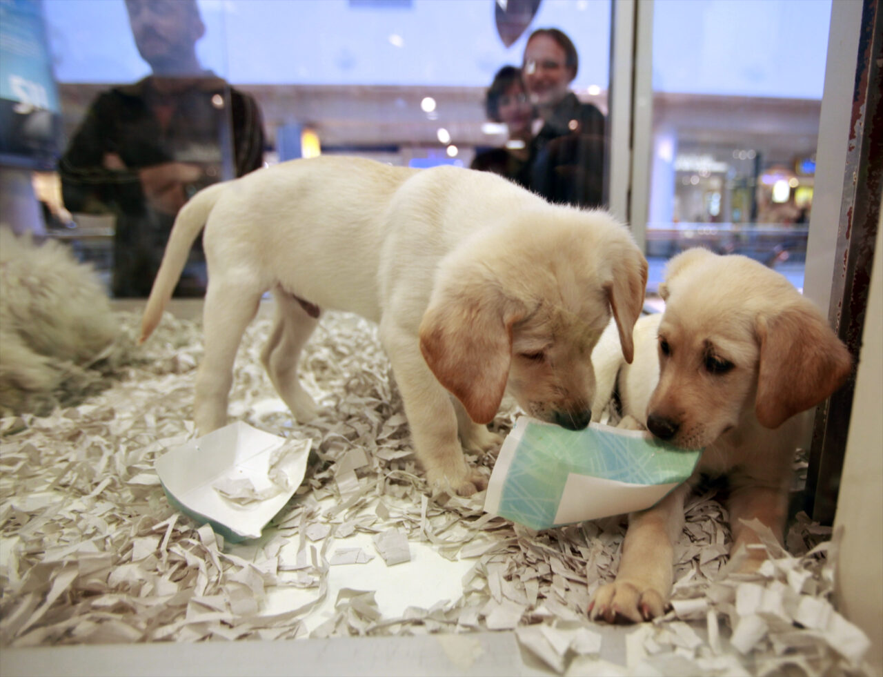 Britain Puppy Sales