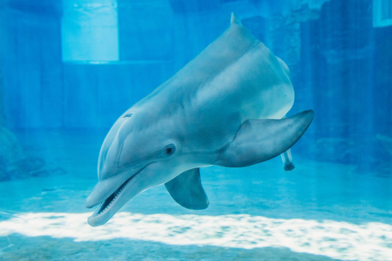 winter-dolphin-20