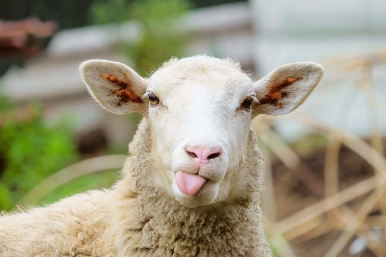 Funny sheep. Portrait of sheep showing tongue.