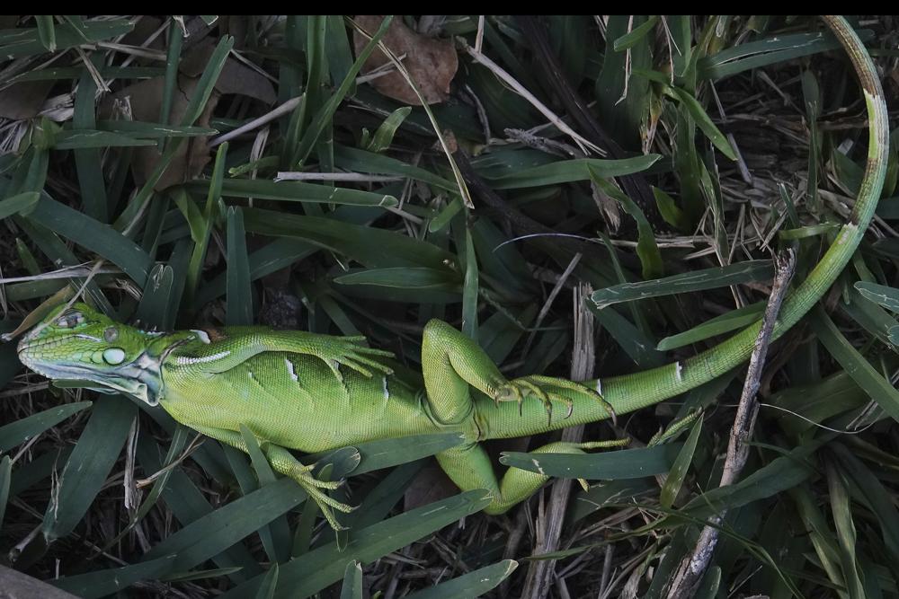 stunned-iguana.jpg