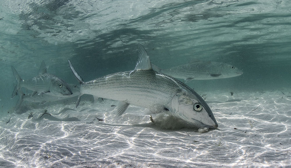 Florida Keys bonefishing, Miami bonefish