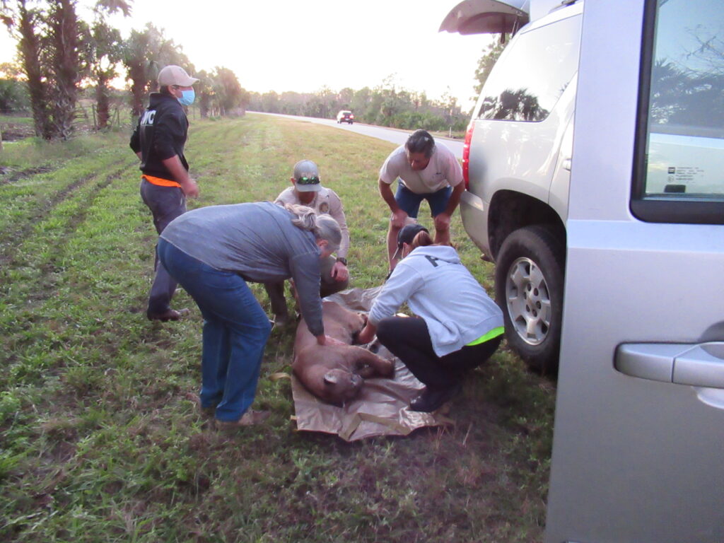 FWC-team-rescues-FP-260-after-it-has-been-hit-by-a-car-via-FWC-1024x768-1.jpg
