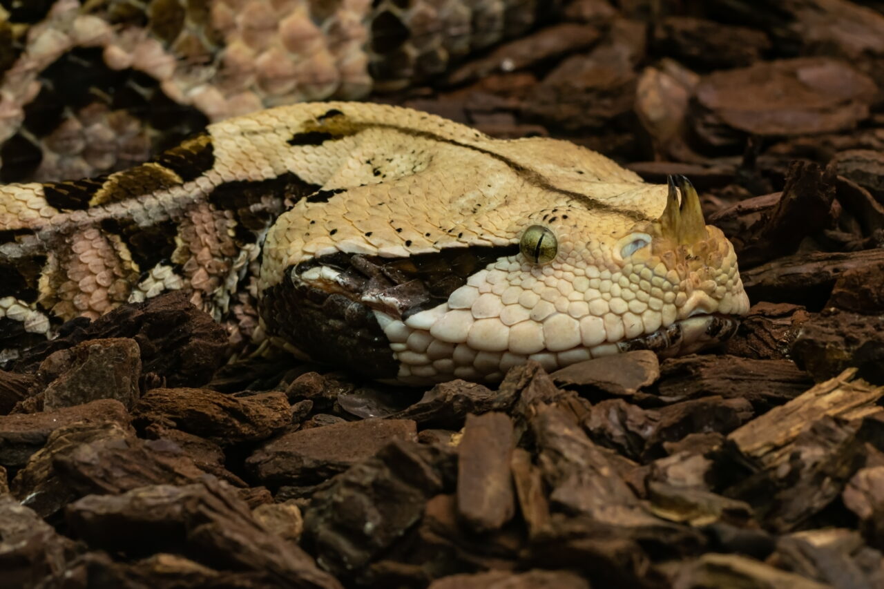 Gaboon viper snake