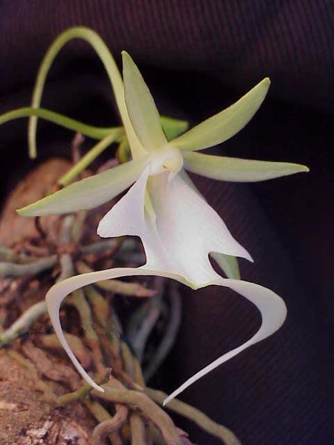 Ghost Orchid via Wikimedia Commons