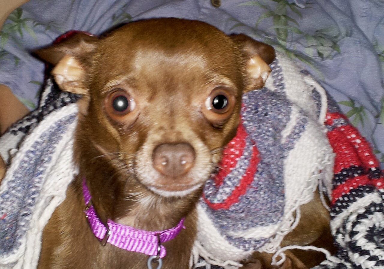 Chihuahua