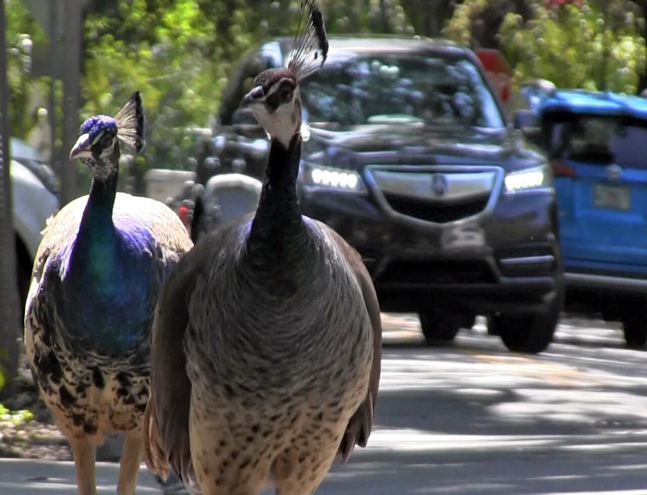 Peafowl Peacock Peacocks