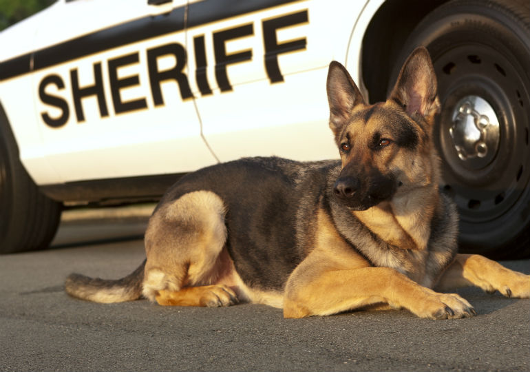 how old are retired police dogs