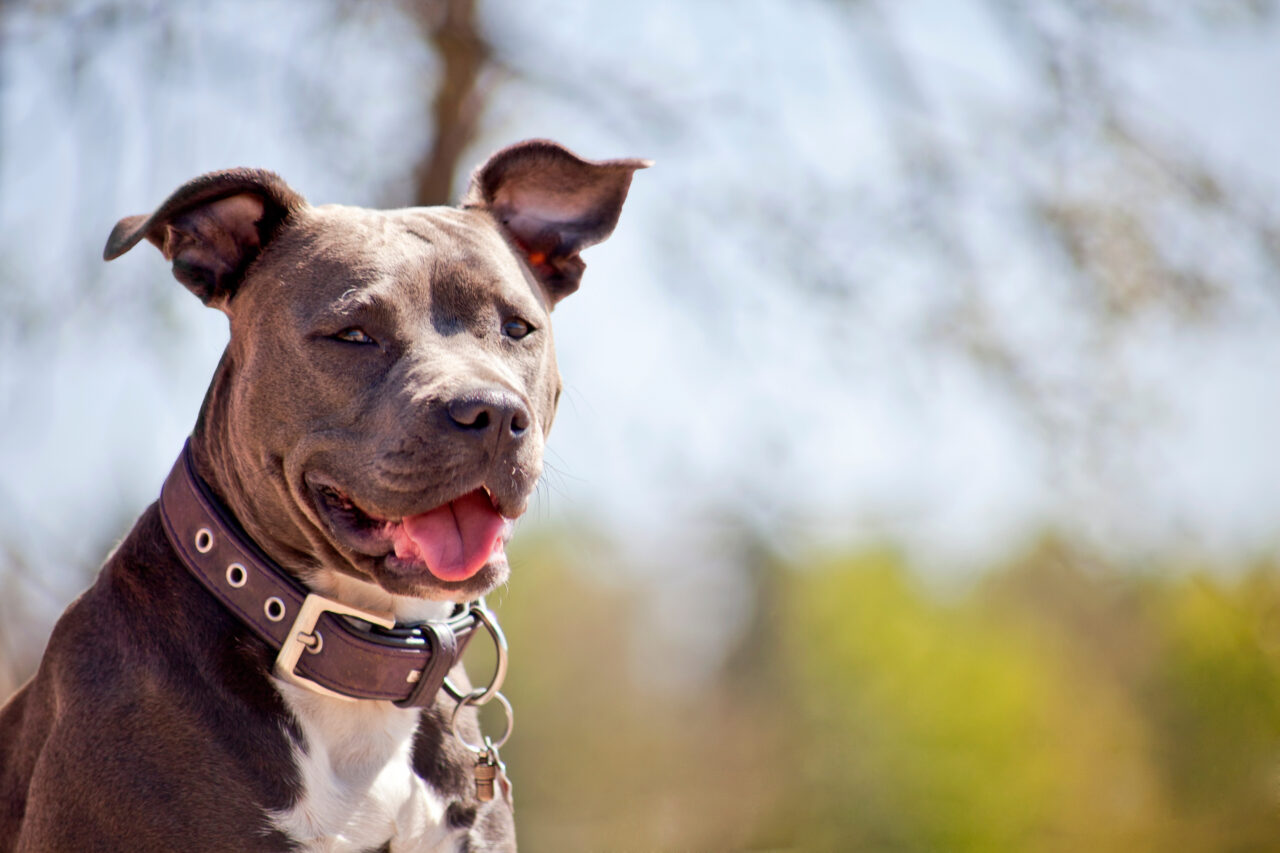 Pitbull Portrait