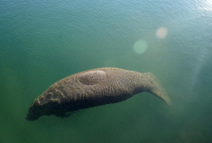 Manatee