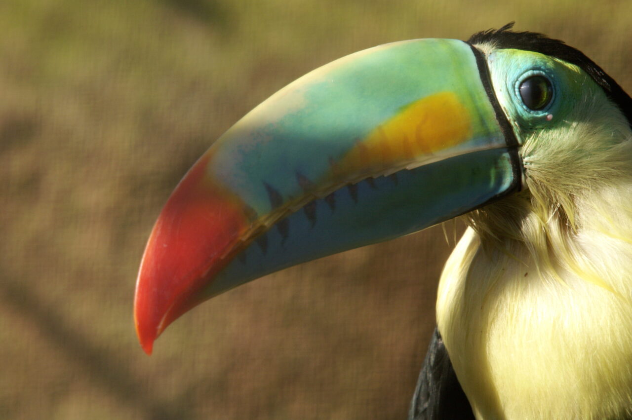 toucan-1280x851.jpeg