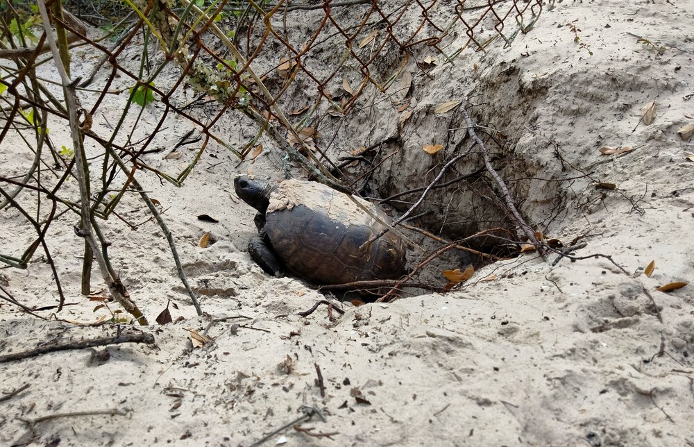 amelia island gopher tortoise