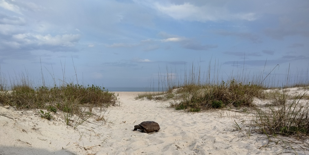 amelia island gopher tortoise 2