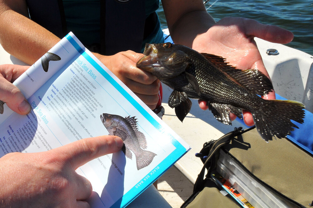 Fishers: Black sea bass population victim to climate change, red snapper