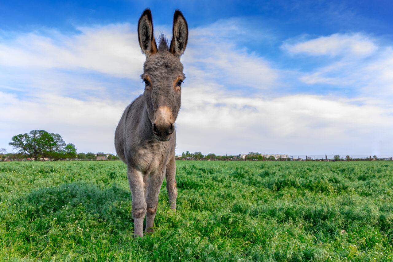 Beautiful donkey in green field with cloudy sky