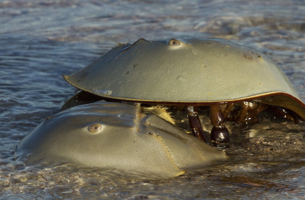 horseshoe crabs fwc fwri