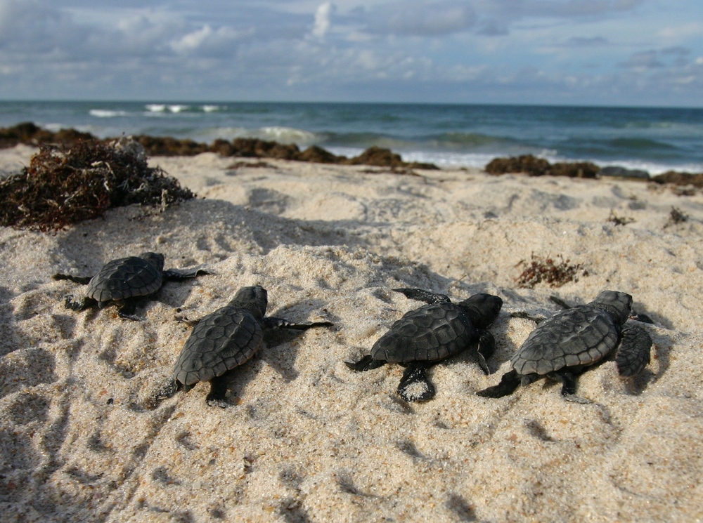 sea turtle hatchlings fwc fwri