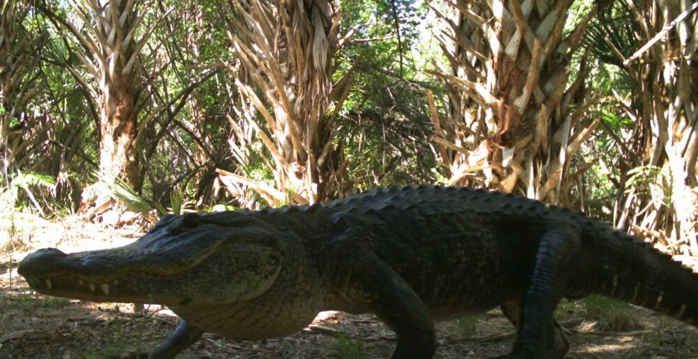 FWC gives OK to all-day gator hunting