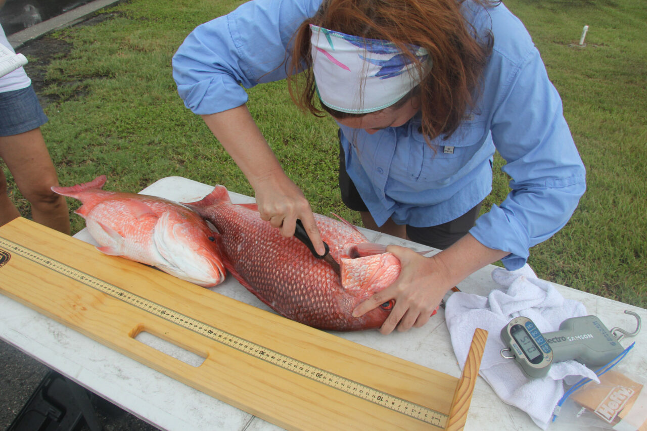 red snapper fwc