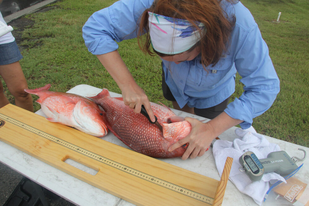 Red Snapper Season Announced For South Atlantic & It's Abysm