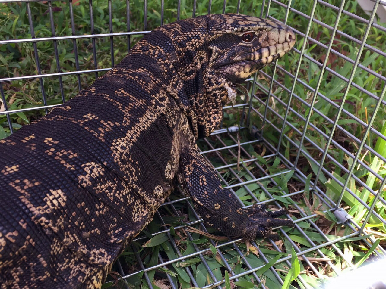 tegu lizard fwc cage