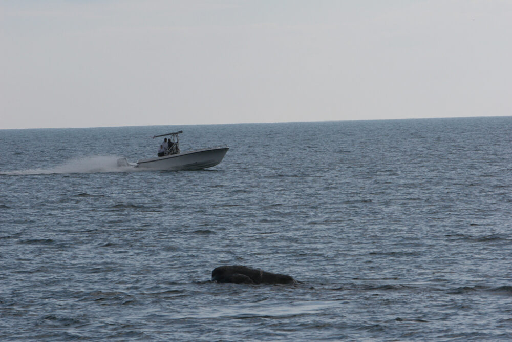 boat right whale fwc