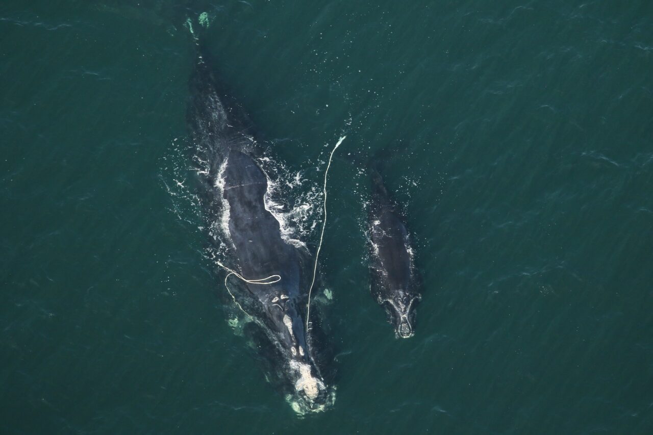 snow cone fwc right whale calf