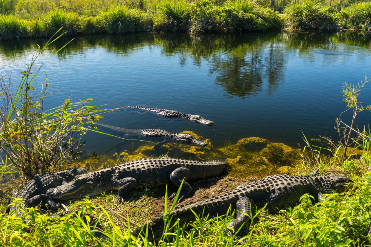 USA, Florida, Many crocodiles enjoying the sun in everglades nat