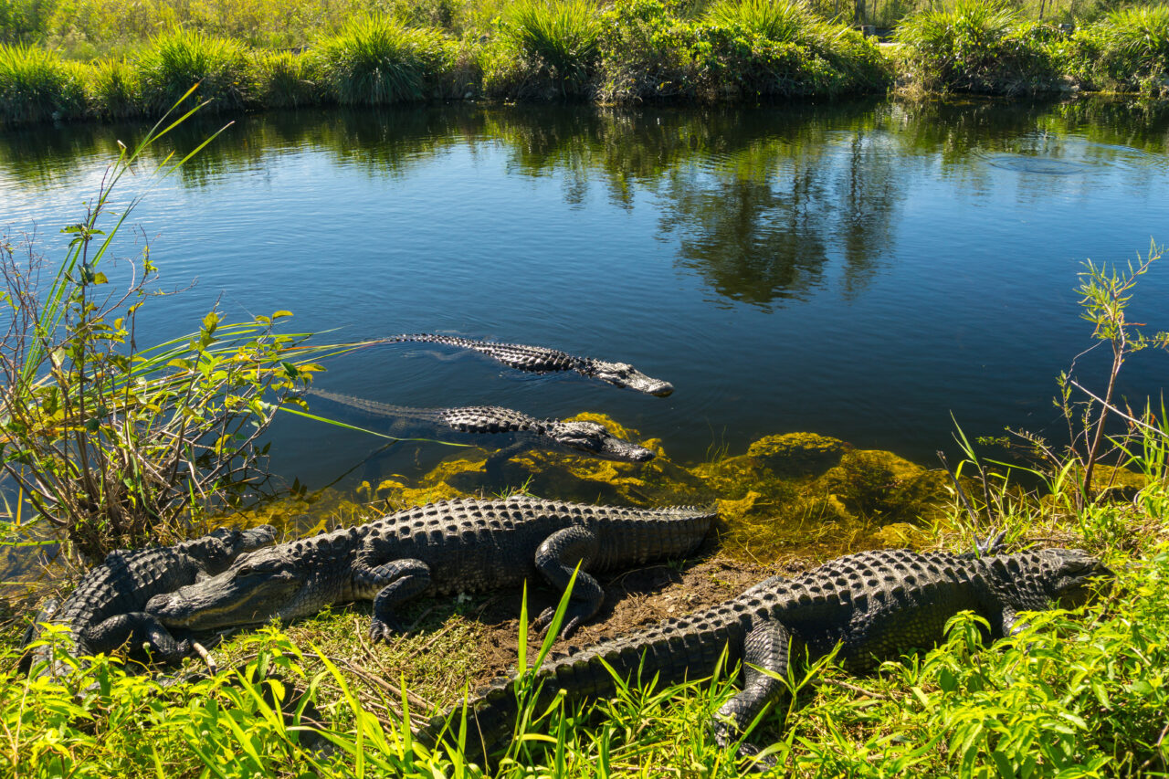 EVERGLADES-1280x853.jpeg