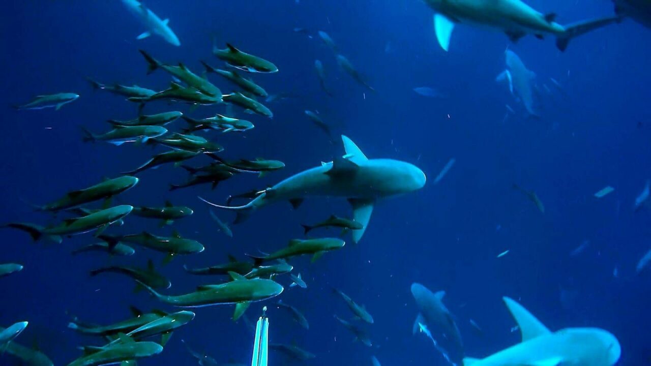 cobia fwc