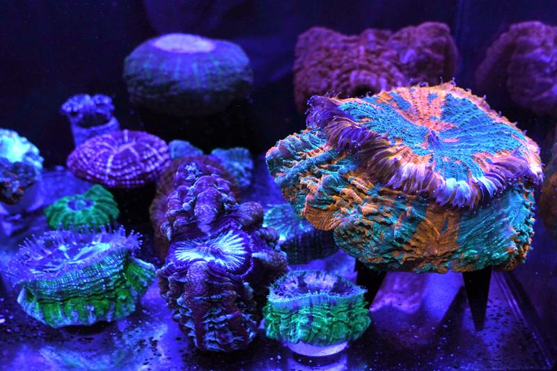 corals miami ap