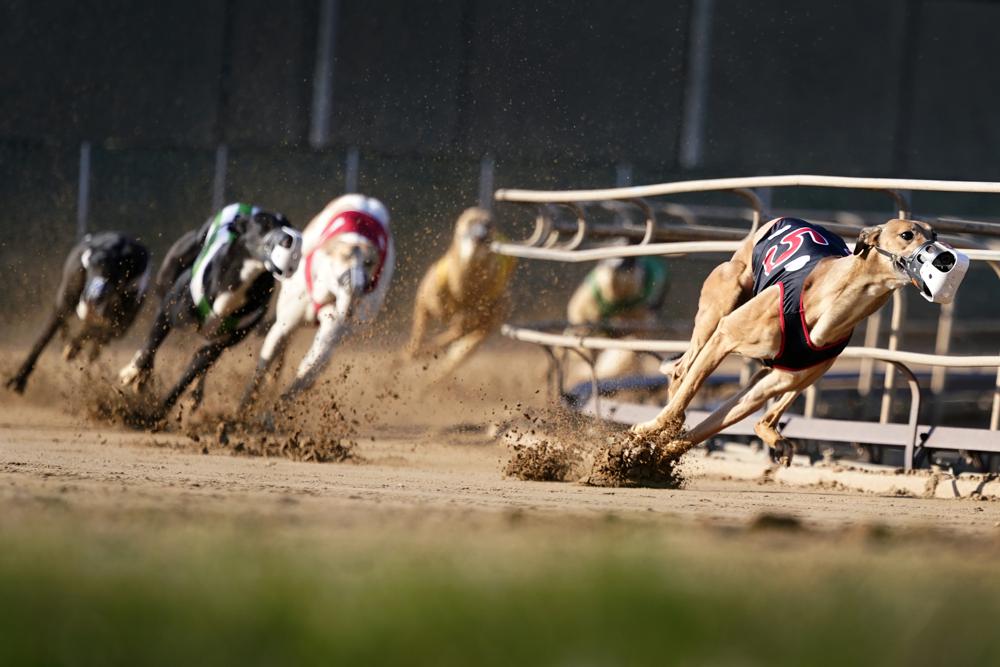 greyhound-racing.jpeg