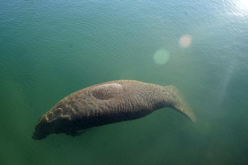 manatee-ap.jpeg