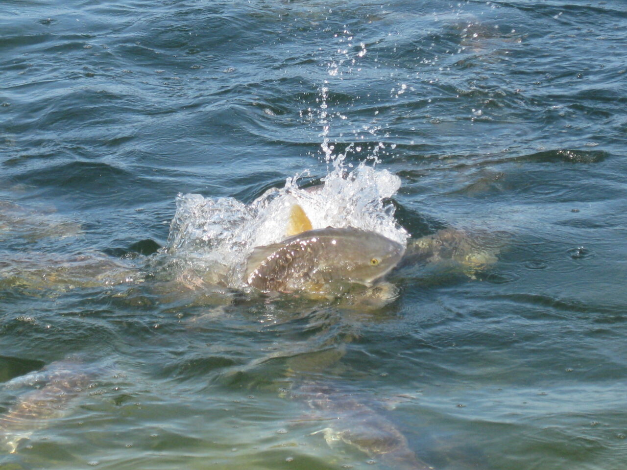 red drum redfish fwc